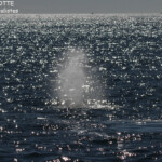 Baleine à bosse, Ningaloo Reef