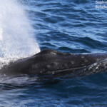 Baleine à bosse, Ningaloo Reef