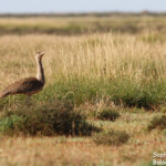 Outarde australienne, Exmouth