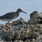 Chevalier errant, Nuku'Alofa