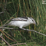 Echenilleur polynésien, Nuku'Alofa