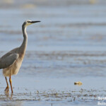 Aigrette à face blanche, Nuku'Alofa