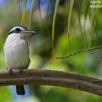 Martin-chasseur respecté, Fafa Island