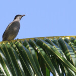 Stourne de Polynésie, Fafa Island