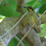 Méliphage foulehaio, Fafa island