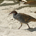 Râle tiklin, Fafa Island