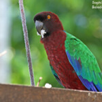 Perruche pompadour, Fafa Island