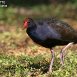 Talève sultane, très nombreuses sur Fafa Island