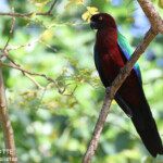 Perruche pompadour, Fafa Island