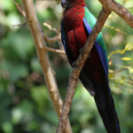 Perruche pompadour, Fafa Island