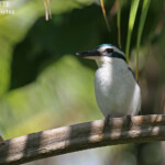 Martin-chasseur respecté, Fafa Island