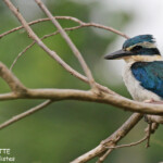 Martin-chasseur respecté