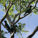 Perruche pompadour dans le parc national d''Eua
