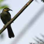 Méliphage Foulehaio, 'Eua