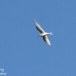 Gygis volant au-dessus des forêt d'Eua
