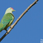 Ptilope de Clémentine, forêt sur Eua