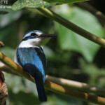 Martin-chasseur respecté, chemin pour Ha Aluma Beach