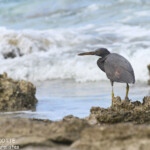 Aigrette sacrée, Ha Aluma Beach