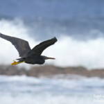 Aigrette sacrée, Ha Aluma Beach