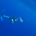 Danse avec les baleines, Eua