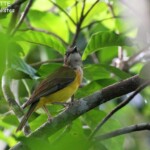 Siffleur des Tongas, Mont Talau, Vava'u
