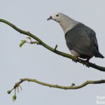 Carpophage pacifique, Mont Talau, Tonga