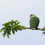 Ptilope de Clémentine, Mont Talau