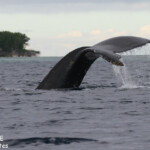 Baleine à bosse, Vava'u