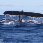Baleine à bosse, Vava'u