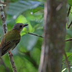 Siffleur des Tongas, Mont Talau