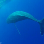 Baleine à bosse, Eua
