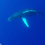 Baleine à bosse, Eua