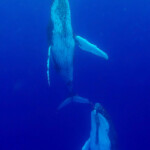 Baleines à bosse, Eua