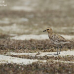 Pluvier fauve, Pangaimotu