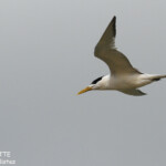Sterne huppée, Pangaimotu