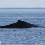 Baleine à bosse, Tonga