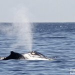 Souffle ! Baleine à bosse, Tonga