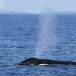 Baleine à bosse, Tonga