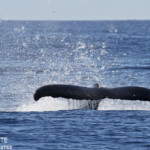 Baleine à bosse, Tonga