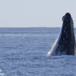 Baleine à bosse, Tonga