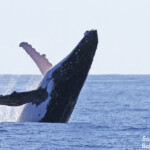 Baleine à bosse, Tonga