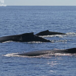 Baleine à bosse, Tonga