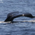 Baleine à bosse, Tonga