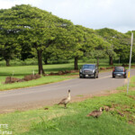 Néné près de Poipu beach