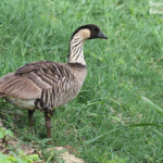 Néné près de Poipu beach
