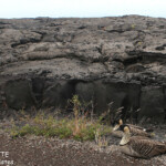 Bernache néné au bord de la route