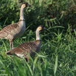 Bernache néné, Poipu beach
