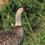Bernache néné, Poipu beach
