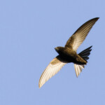 Martinet noir Martinet noir