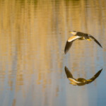 Blongios nain Blongios nain